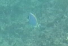 Acanthurus leucosternon