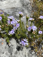 Psoralea aculeata