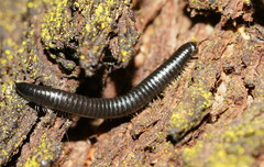 Ommatoiulus moreleti