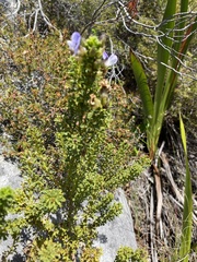 Psoralea aculeata