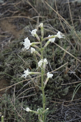 Silene viscosa