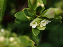 Pimelea axiflora alpina