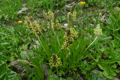 Plantago alpina