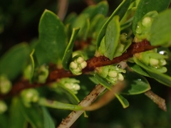 Pimelea axiflora alpina