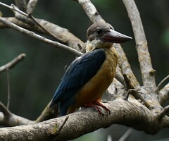 Pelargopsis capensis