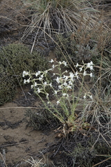 Silene viscosa