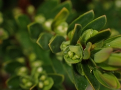 Pimelea axiflora alpina