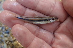 Notropis texanus