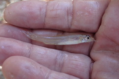 Notropis longirostris