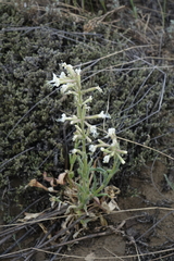 Silene viscosa
