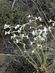 Silene viscosa