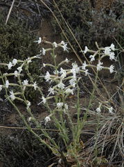 Silene viscosa