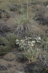 Silene viscosa