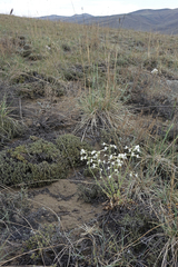 Silene viscosa