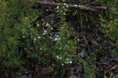 Boronia algida