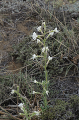 Silene viscosa