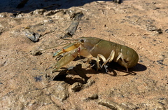 Cherax destructor