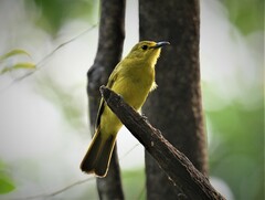 Iole indica