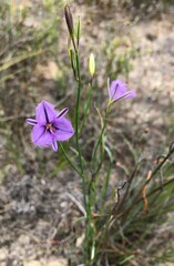 Thysanotus racemoides