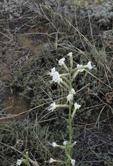 Silene viscosa