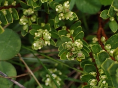 Pimelea axiflora alpina