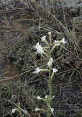 Silene viscosa