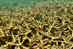 Acropora muricata