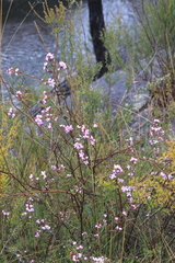 Boronia microphylla
