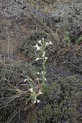 Silene viscosa