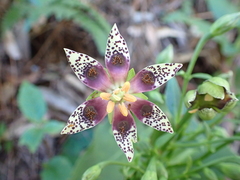 Swertia shintenensis