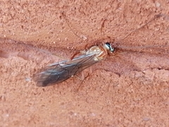 Ophion obscuratus
