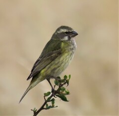 Crithagra flaviventris