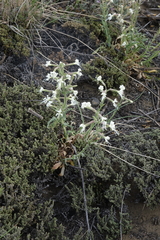 Silene viscosa