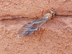 Ophion obscuratus