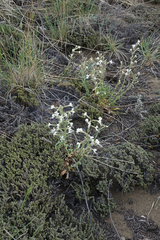 Silene viscosa