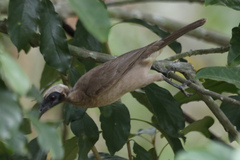 Philemon buceroides