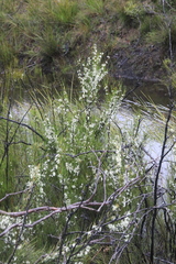 Hakea microcarpa