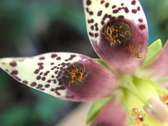 Swertia shintenensis