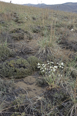 Silene viscosa