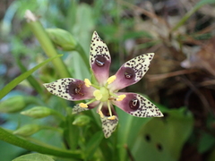 Swertia shintenensis