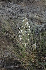 Silene viscosa