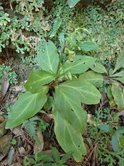 Swertia shintenensis