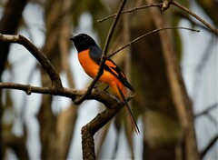 Pericrocotus flammeus