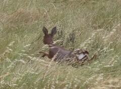 Raphicerus campestris campestris