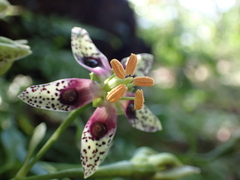 Swertia shintenensis