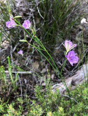 Thysanotus racemoides