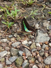 Graphium teredon