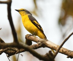 Pericrocotus flammeus