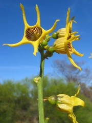 Anthocercis ilicifolia