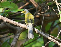 Brachypodius priocephalus